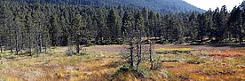 Weite Moorlandschaft mit vereinzelten Kiefern und Nadelbäumen vor bewaldetem Hügel im Hintergrund