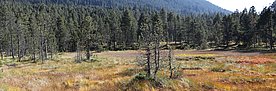 Weite Moorlandschaft mit vereinzelten Kiefern und Nadelbäumen vor bewaldetem Hügel im Hintergrund